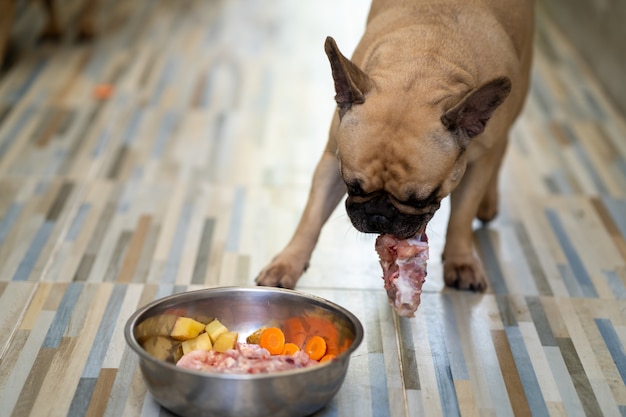 Premium Photo | Dog eating raw food indoor