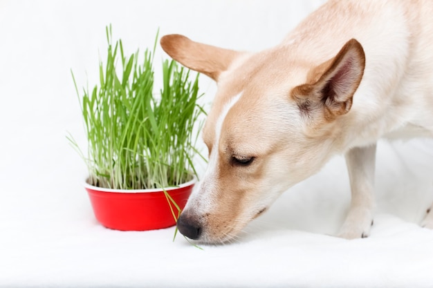 Why does my dog eat grass