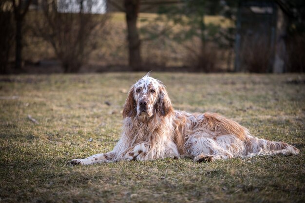 犬のイングリッシュセッター プレミアム写真