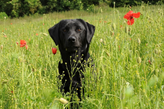 dog and field figure of 8 lead