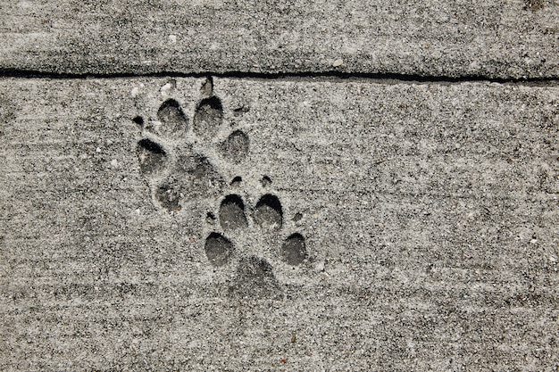 歩道のコンクリートに印刷された犬の足跡 プレミアム写真