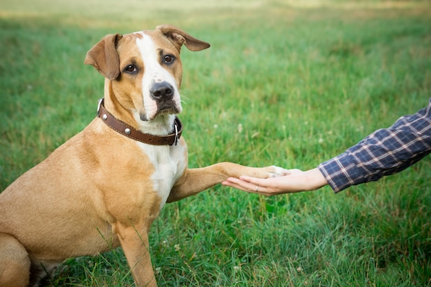 Premium Photo | Dog giving paw