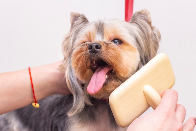 犬の毛づくろい 毛をとかす 脱皮を表現します ビューティーサロンで美しい犬 動物の毛づくろい 髪をとかす グルーミング犬のマスター プレミアム写真