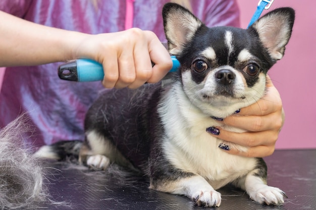 犬の毛づくろい 毛をとかす プレミアム写真