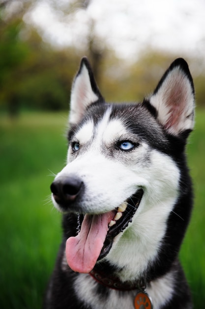 Premium Photo | A dog husky walking in a park.