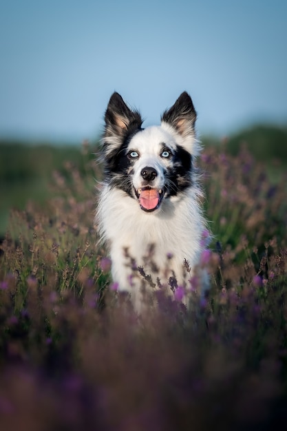 ラベンダーの花の犬ラベンダー畑の素敵なペットの犬ボーダーコリー犬 プレミアム写真