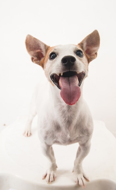 Premium Photo | Dog jack russel close up sitting