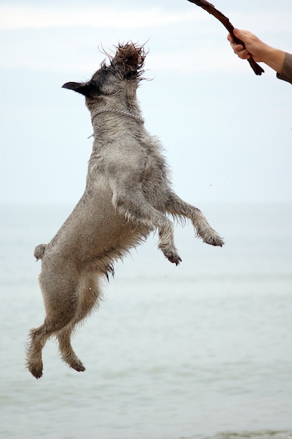 犬のジャンプ 無料の写真
