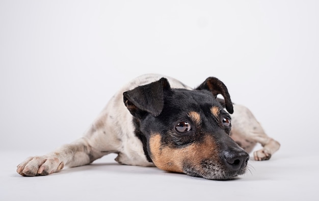 白い背景の上の悲しい表情で横になっている犬の飼育係 プレミアム写真