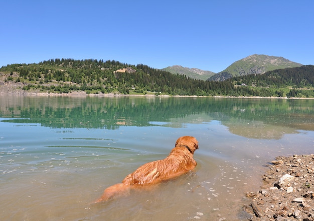 Premium Photo | Dog in a lake