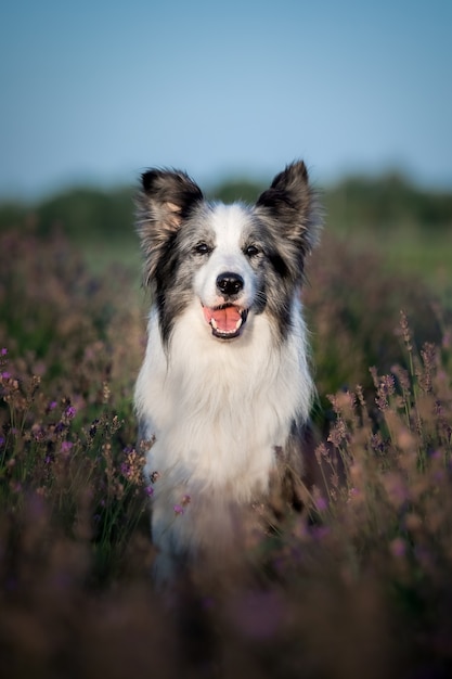 Premium Photo | Dog in lavender flowers lovely pet dog on a lavender ...