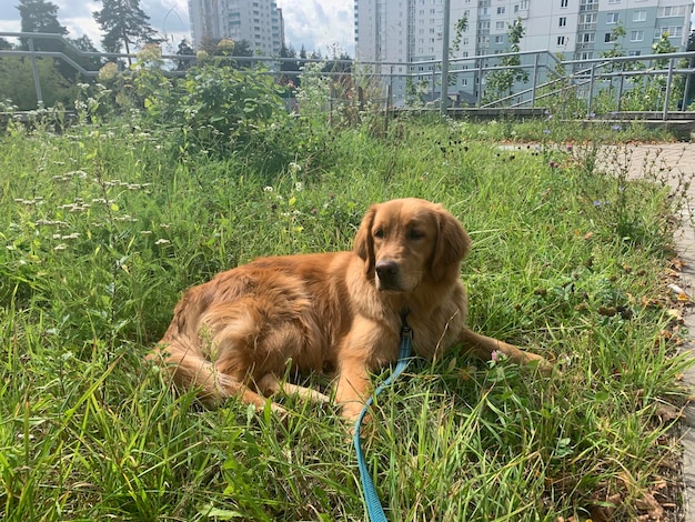 premium-photo-the-dog-lies-down-on-the-green-grass-and-looks-at-the