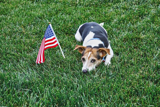 犬は緑の芝生の上のアメリカの国旗とアメリカの国旗の蝶ネクタイに横たわっています 独立記念日 7月4日 記念日 アメリカ国旗制定記念日 労働者の日のパーティーイベントのお祝い プレミアム写真