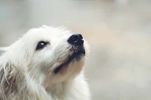 単独で孤独な犬 無料の写真