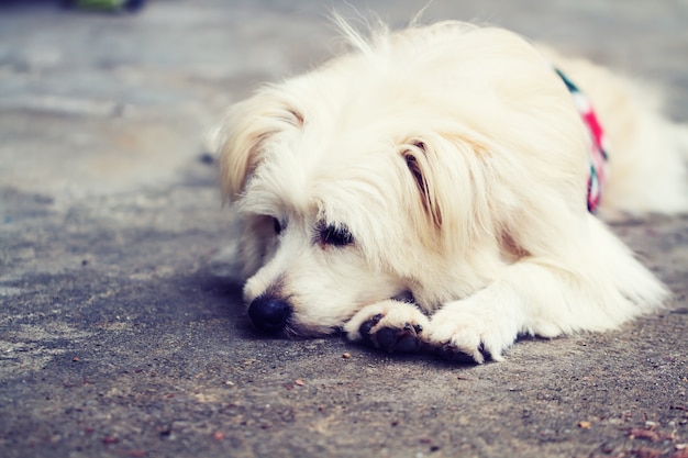 Dor e inflamação nos cachorros