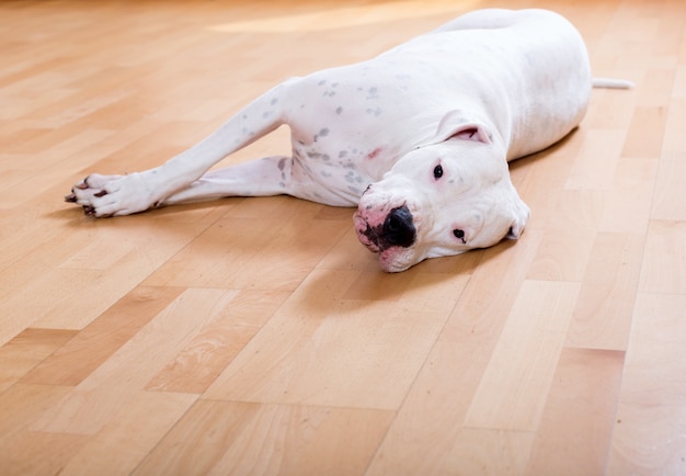 dog-lying-on-the-floor-free-stock-photo