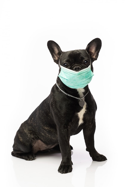 Premium Photo Dog in a medical mask. french bulldog