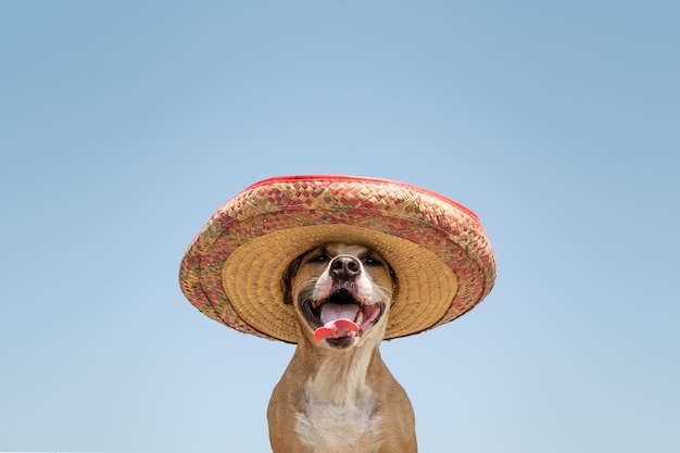 Premium Photo | Dog in mexican traditional hat. cute funny