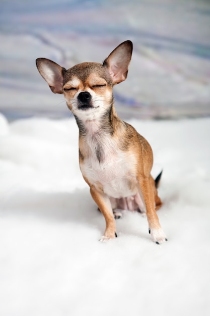 白でポーズチャオチャオの品種の犬 プレミアム写真