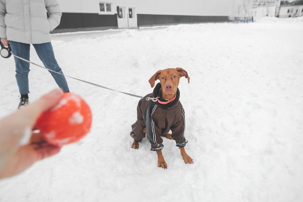女の子のひもにつないでいる犬は 手にボールを見て 遊びたい プレミアム写真