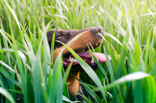 Free Photo | Dog playing outdoor in grass with big smile on his face