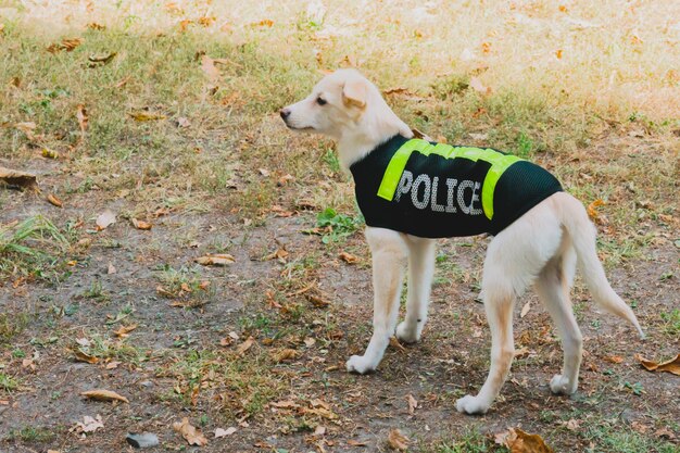 Premium Photo | Dog in a police uniform in park.