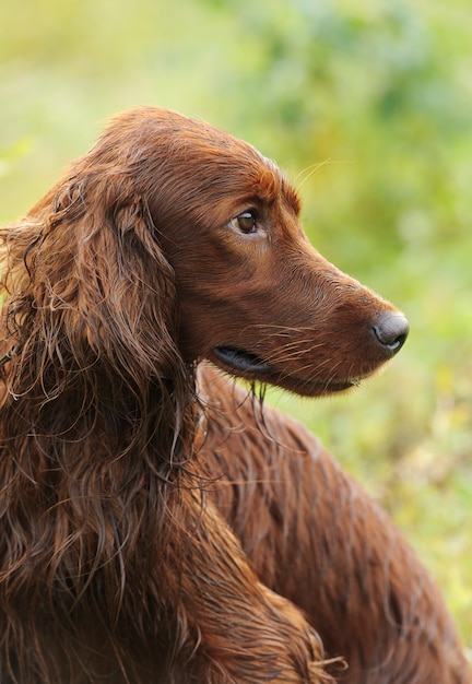 Premium Photo | Dog portrait, irish setter on green background ...