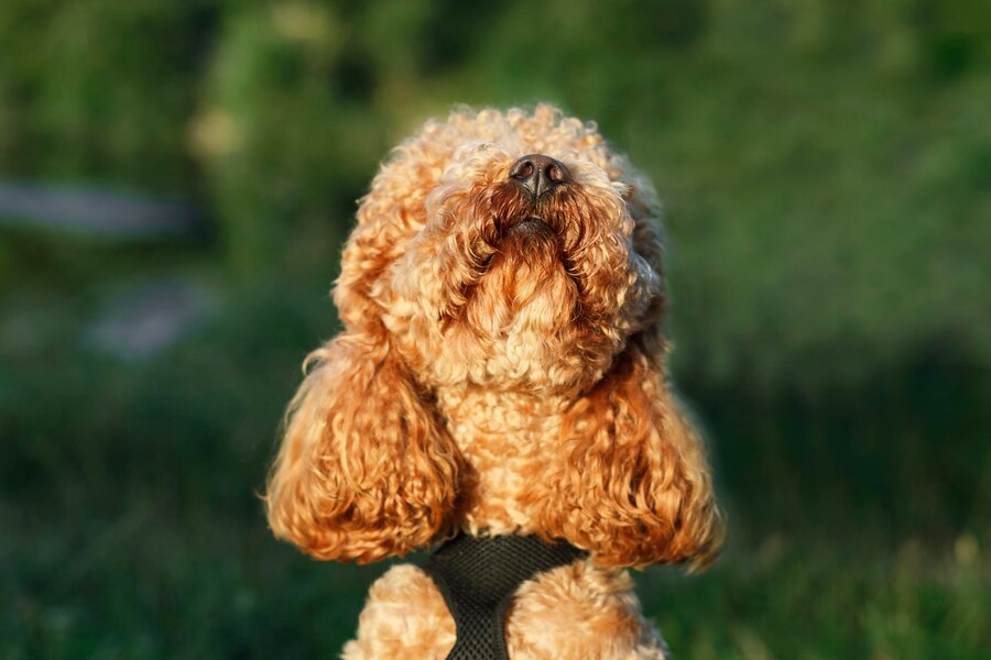 Premium Photo | Dog puddle isolated on green background poodle puppy