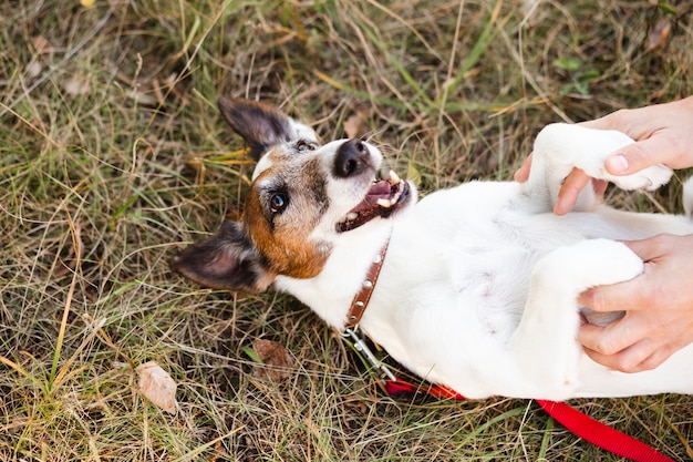 Free Photo | Dog rolling over in park with leash