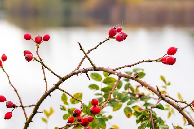 自然の中の犬バラの果実 Rosa Canina 背景をぼかした写真の茂みに赤いローズヒップ プレミアム写真