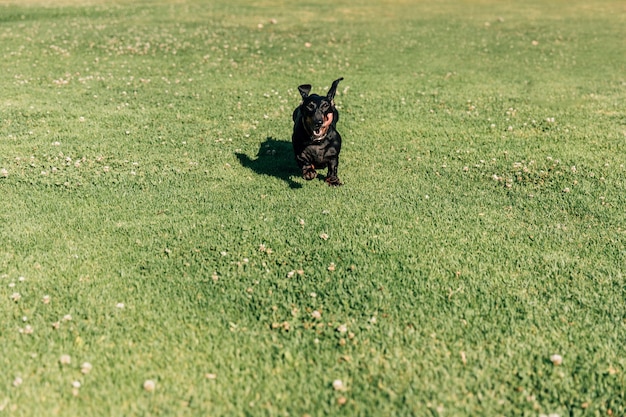 犬 緑 草の上を走る 無料の写真