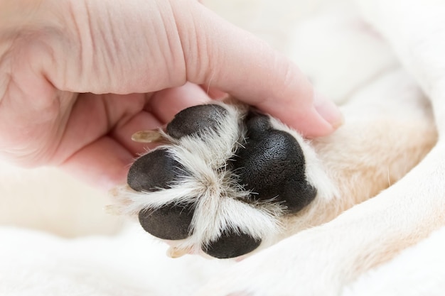Dog's paw on the topic of pet care. Premium Photo
