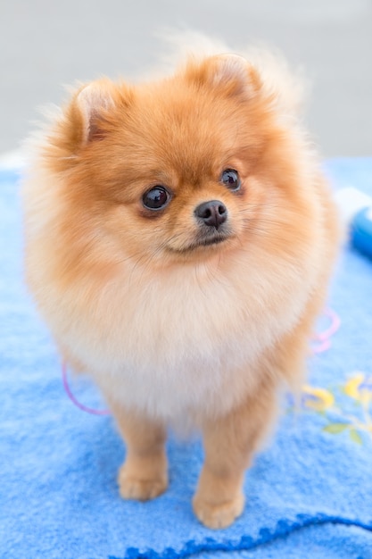 Premium Photo | Dog sable german toy pomeranian breed