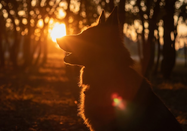 Premium Photo | Dog silhouette at beautiful golden sunset