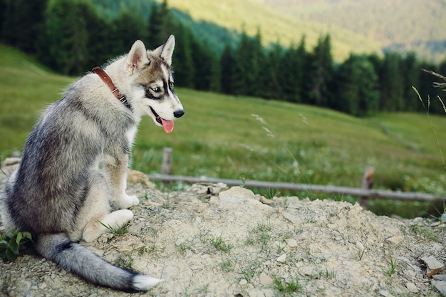 Dog sitting on the hill on the background of beautiful mountain landscape Why do huskies howl