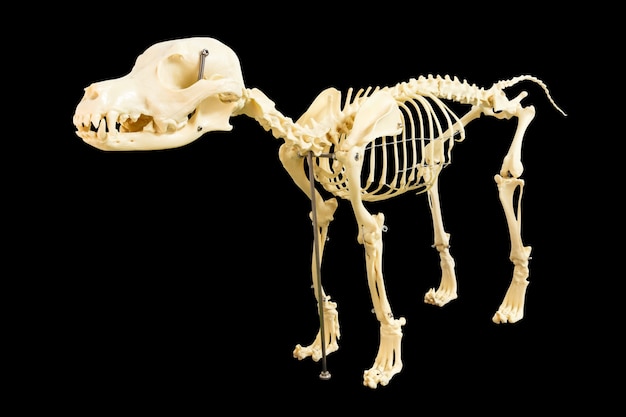 白い背景に犬の骨格モデル プレミアム写真