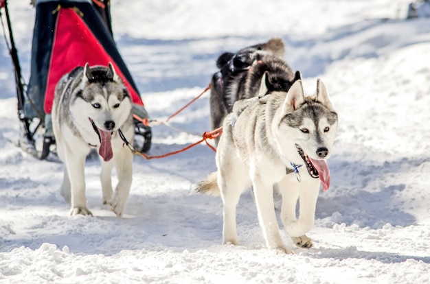 Premium Photo | Dog sledding. siberian husky sled dog team in harness.