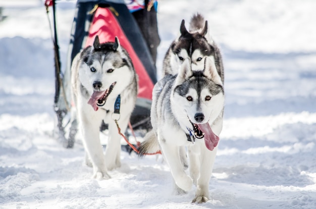 犬ぞり Siberian Huskyがハーネスのそり犬チーム ハスキー犬は黒と白のコート色をしています プレミアム写真
