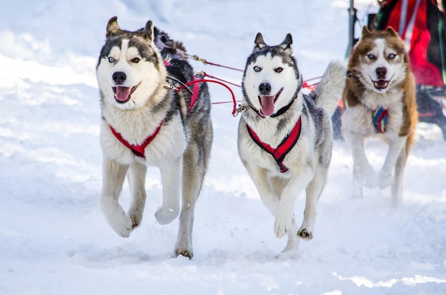 犬ぞり Siberian Huskyがハーネスのそり犬チーム プレミアム写真