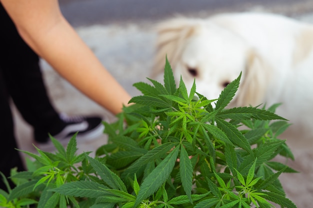 大麻植物の臭いがする犬 プレミアム写真