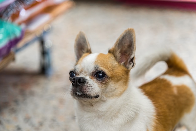 犬とてもかわいいチワワの品種茶色と白の色 プレミアム写真