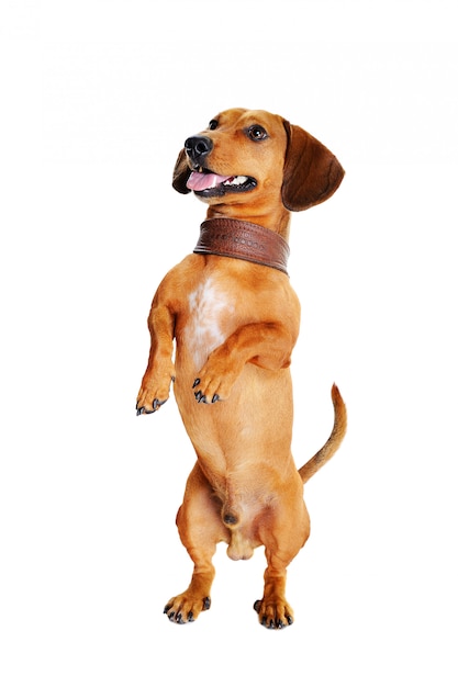 premium-photo-dog-standing-on-hind-legs