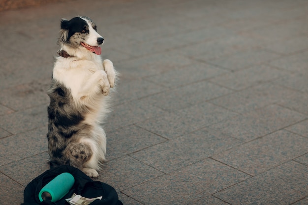 犬は通りで後ろ足で立つ プレミアム写真