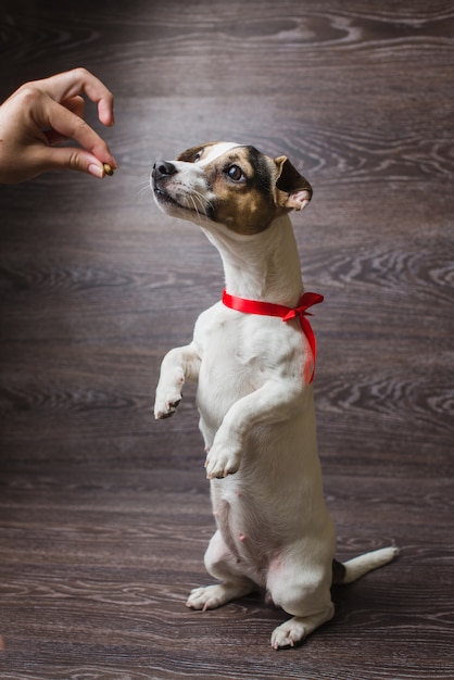 How Long Can Dogs Stand On Their Hind Legs