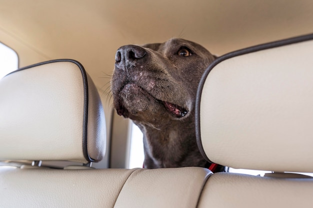 飼い主と一緒に旅行中に車にとどまる犬 無料の写真