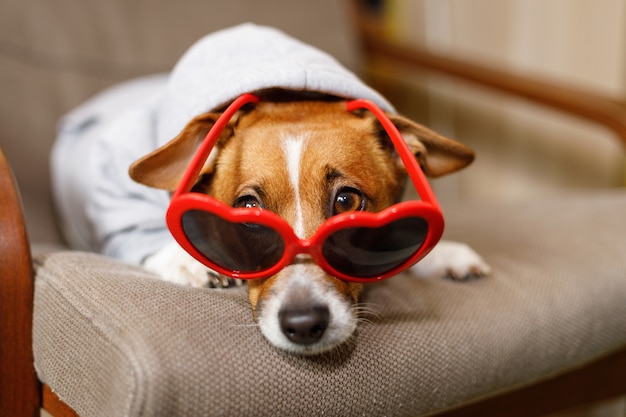 Premium Photo | Dog sunning in glasses, hidden eyes, in sofa.