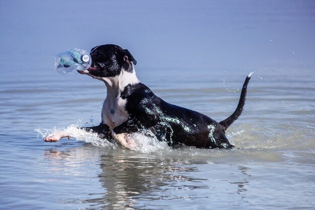 Dog swimming in lake Photo | Premium Download