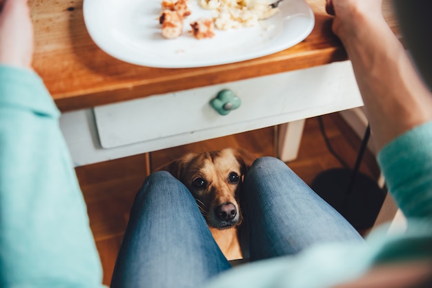 Dog under the table | Premium Photo