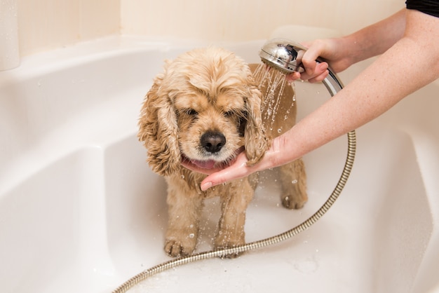 Premium Photo | A dog taking a shower