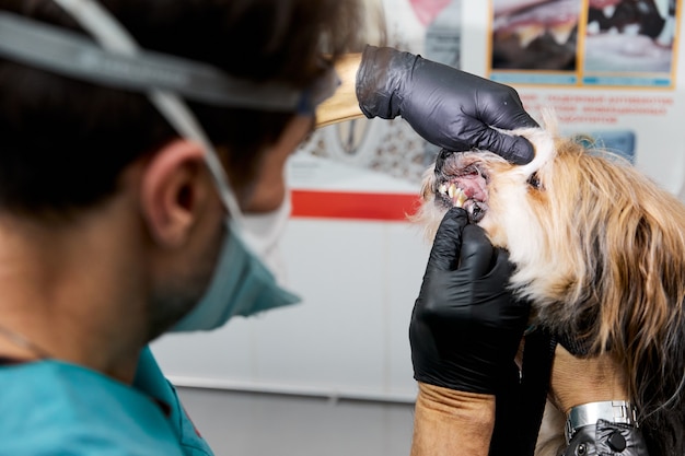 Premium Photo | Dog teeth with cavities closeup checking dog teeth